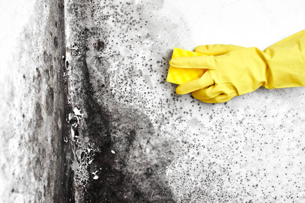 Best Crawl Space Mold Removal  in Crestwood Village, NJ