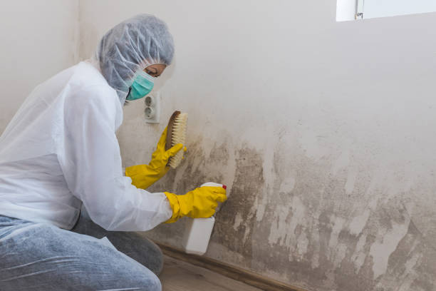 Best Toxic Mold Removal  in Crestwood Village, NJ