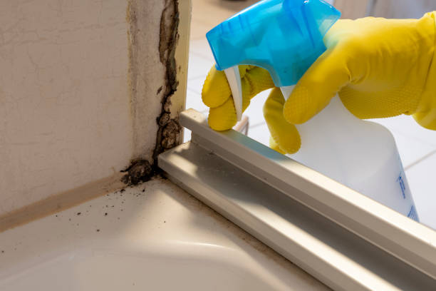 Best Mold Damage Repair  in Crestwood Village, NJ