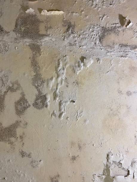 Best Mold Testing  in Crestwood Village, NJ