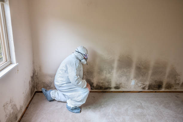 Best Mold Removal Company Near Me  in Crestwood Village, NJ