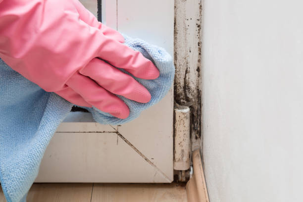 Best Toxic Mold Removal  in Crestwood Village, NJ