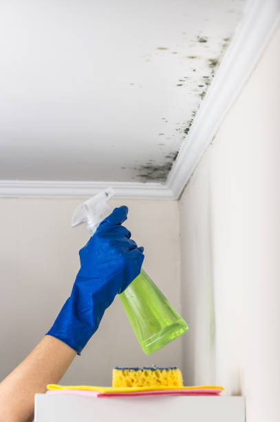 Best Mold Remediation  in Crestwood Village, NJ